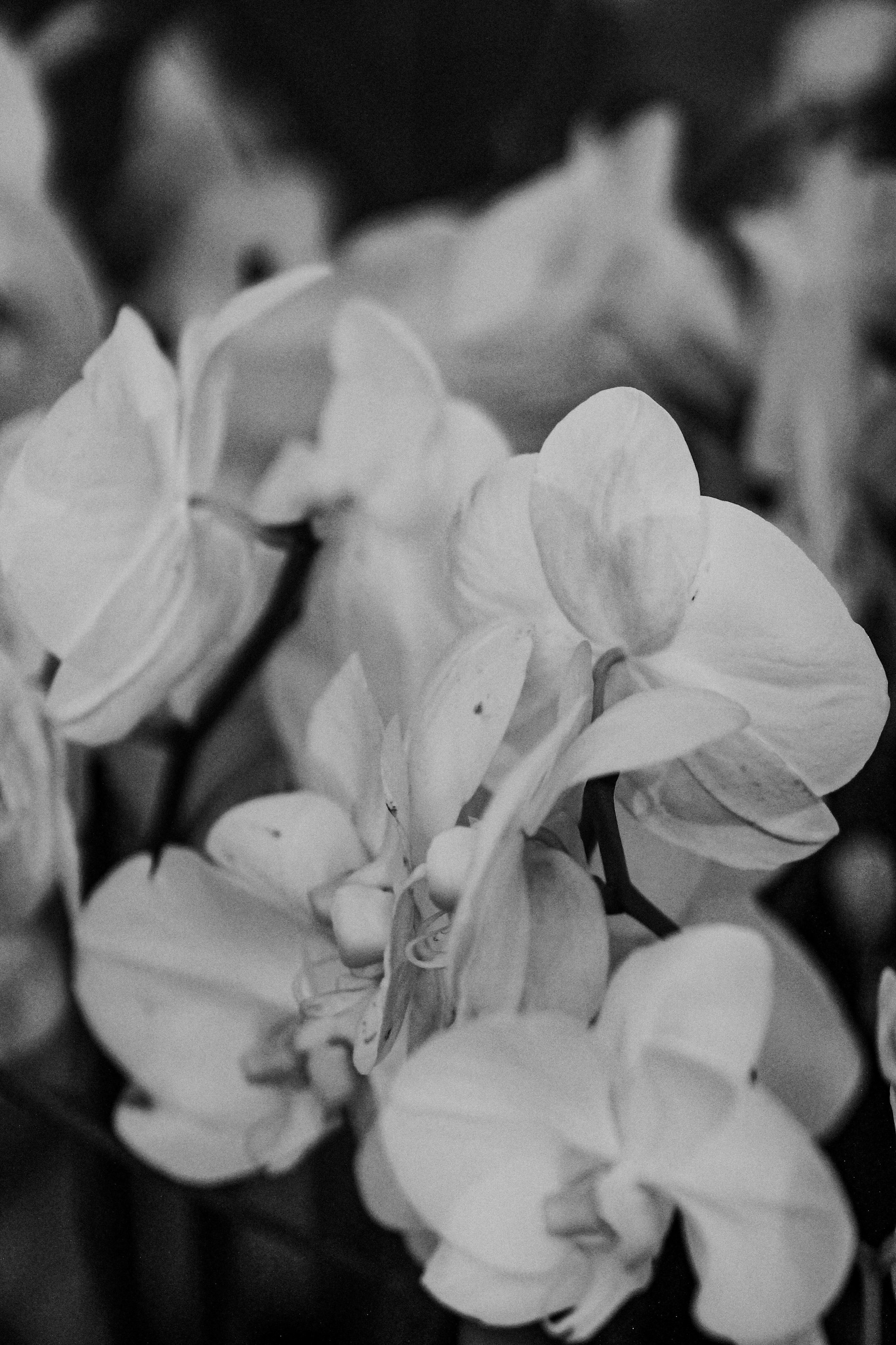 grayscale photo of white flowers