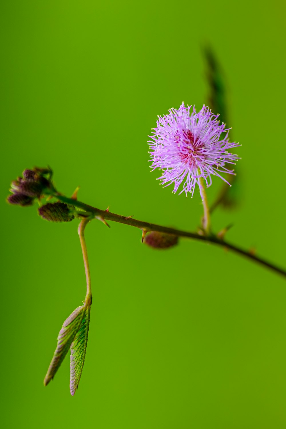 pink flower in tilt shift lens