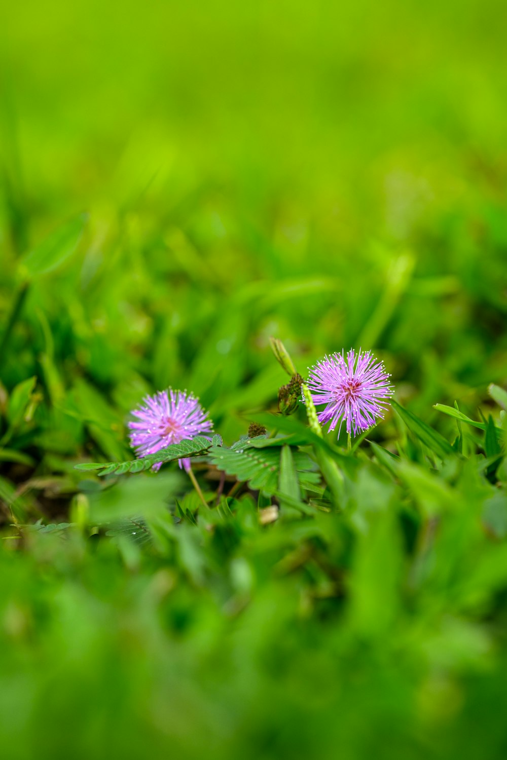 purple flower in tilt shift lens