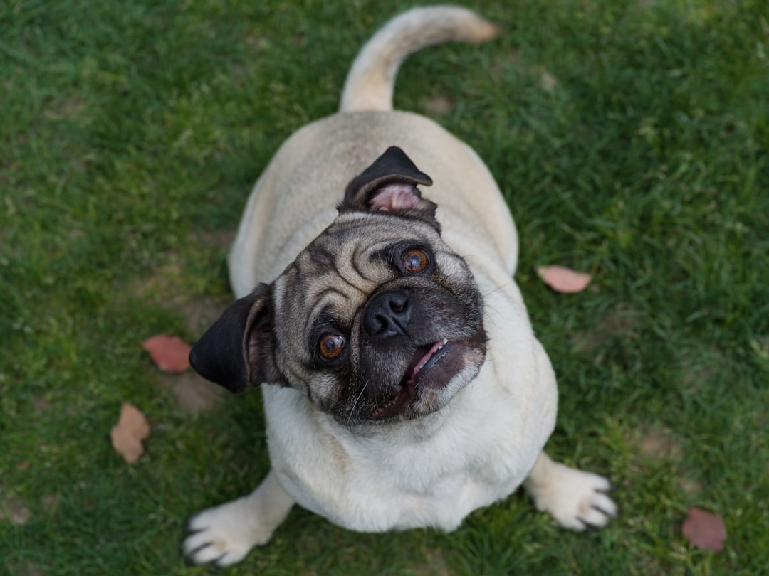 fawn pug on green grass field during daytime