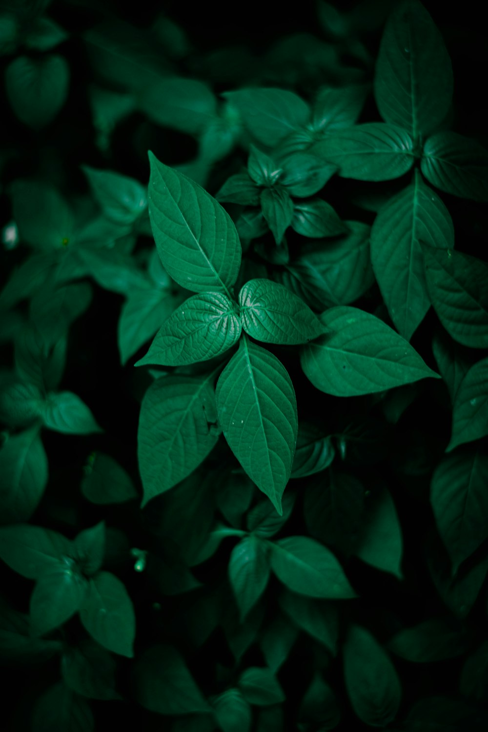 Hojas verdes en la fotografía de primer plano