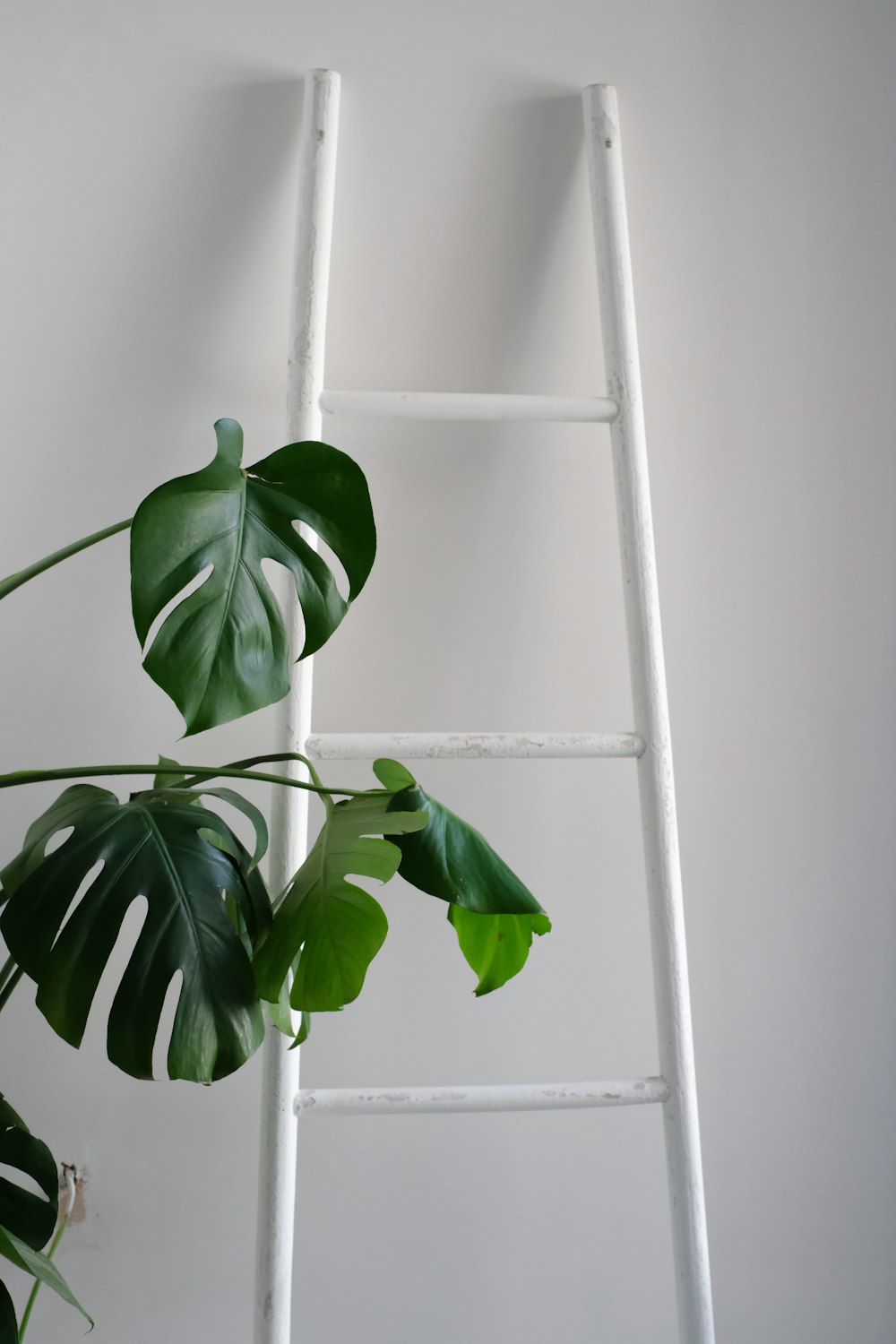 green plant on white metal frame