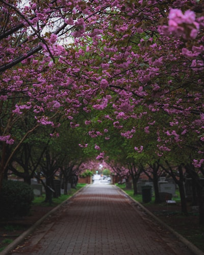pink and green leaf trees near gray concrete road during daytime