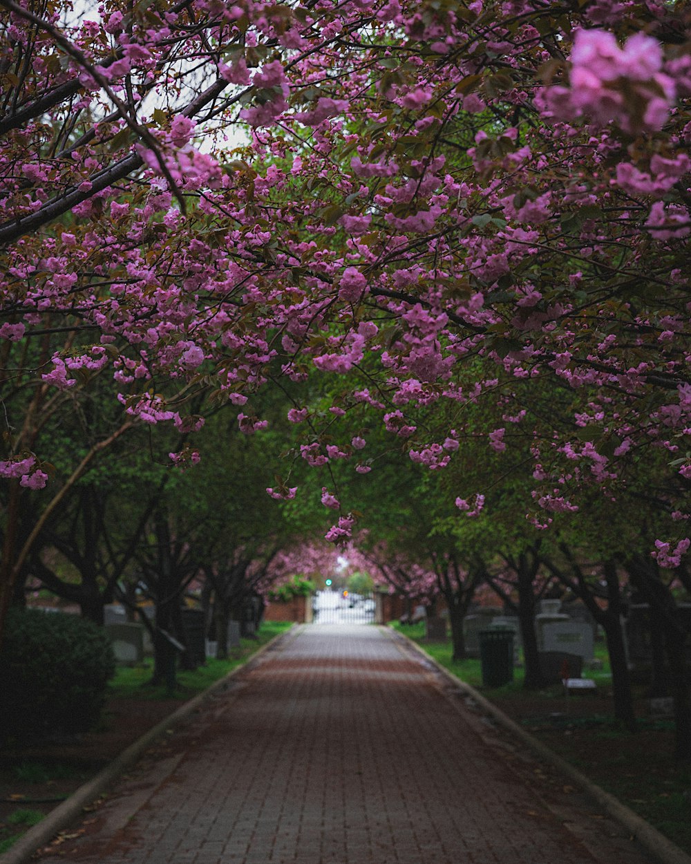 pink and green leaf trees near gray concrete road during daytime