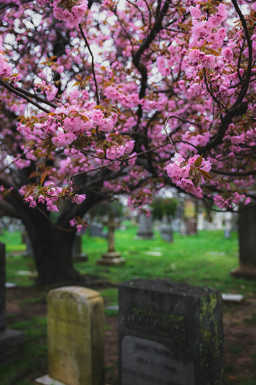 pink cherry blossom tree on green grass field during daytime