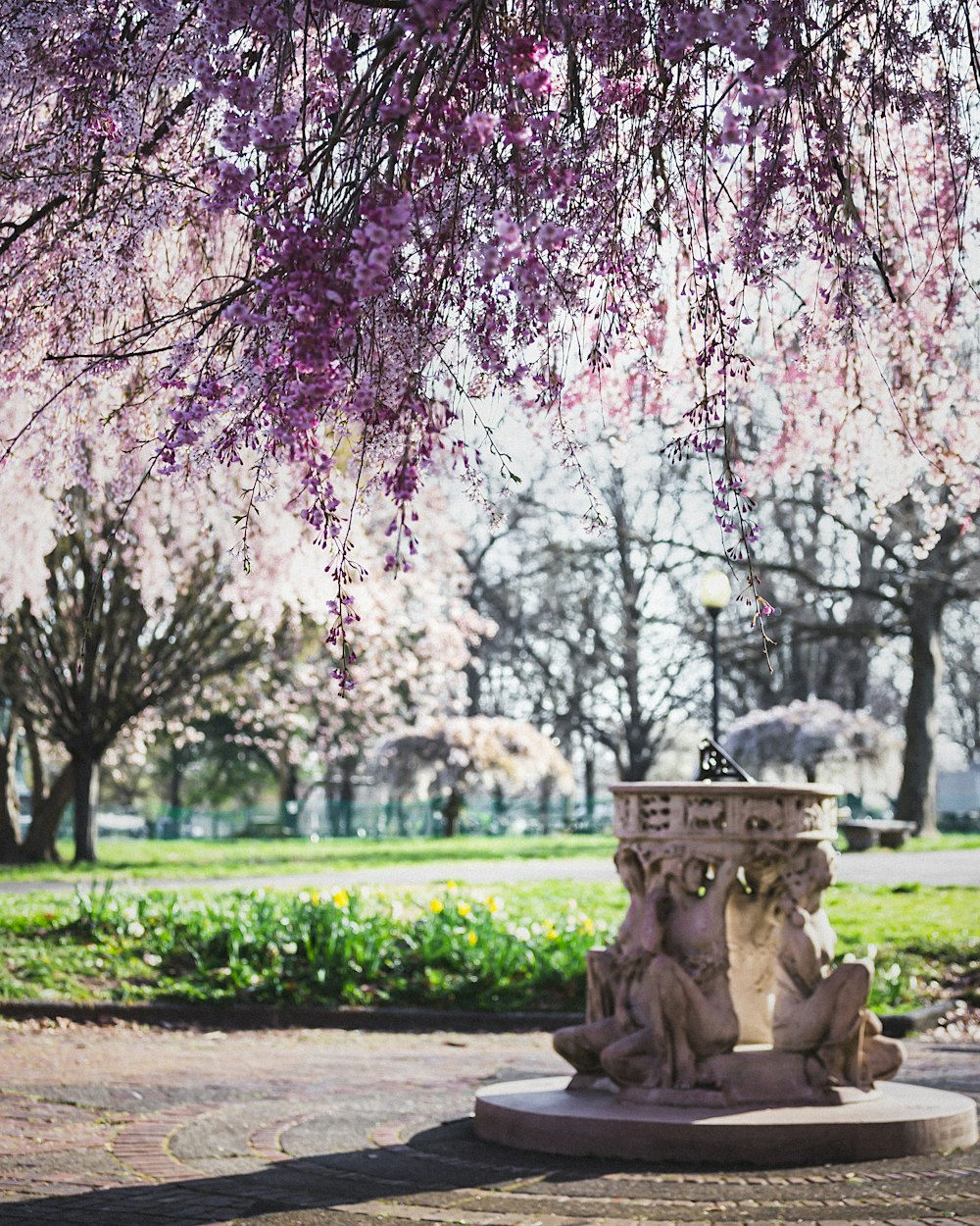 pink cherry blossom tree during daytime