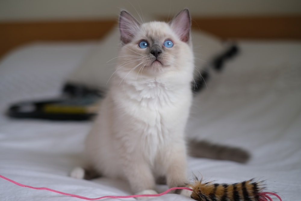 white cat lying on white and pink textile