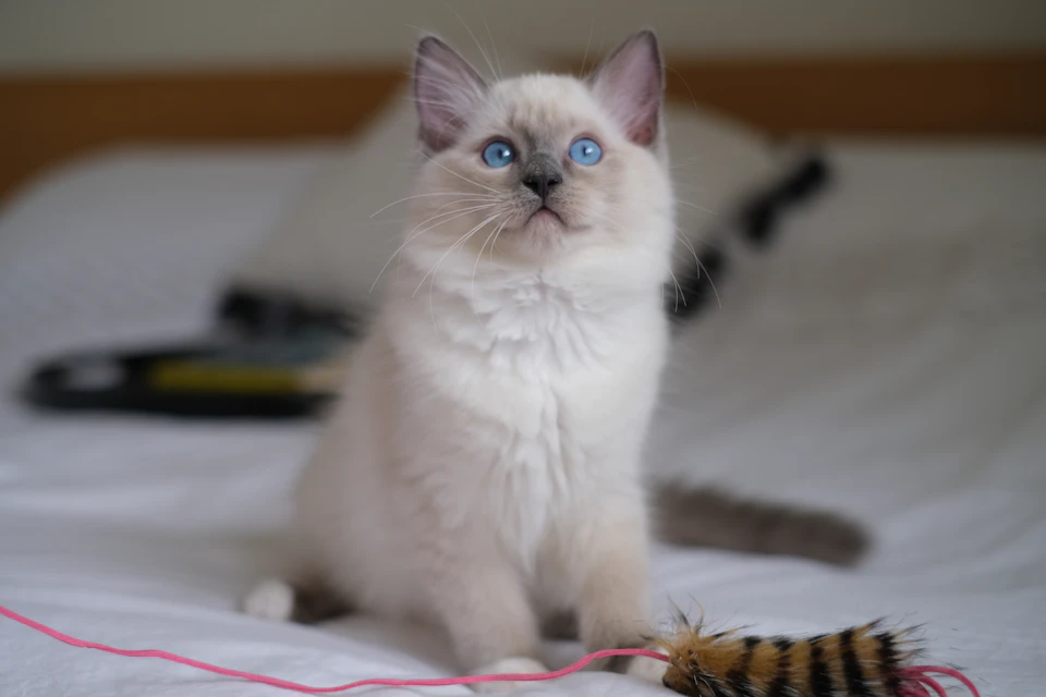 The image shows a small white kitten sitting on a bed with its front paws resting on a pink toy mouse, which is lying next to it. The kitten's eyes are focused upwards and to the left, giving an impression that it might be looking at something or someone outside of the frame. In the background, there is a black object partially visible behind the kitten.
