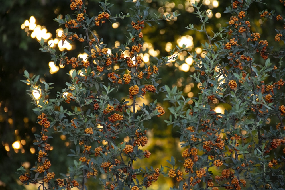 yellow and red flowers in tilt shift lens