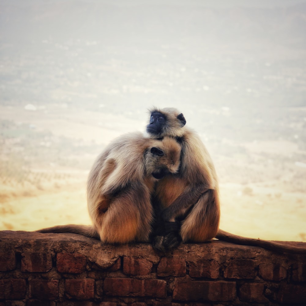 brown monkey sitting on brown log during daytime