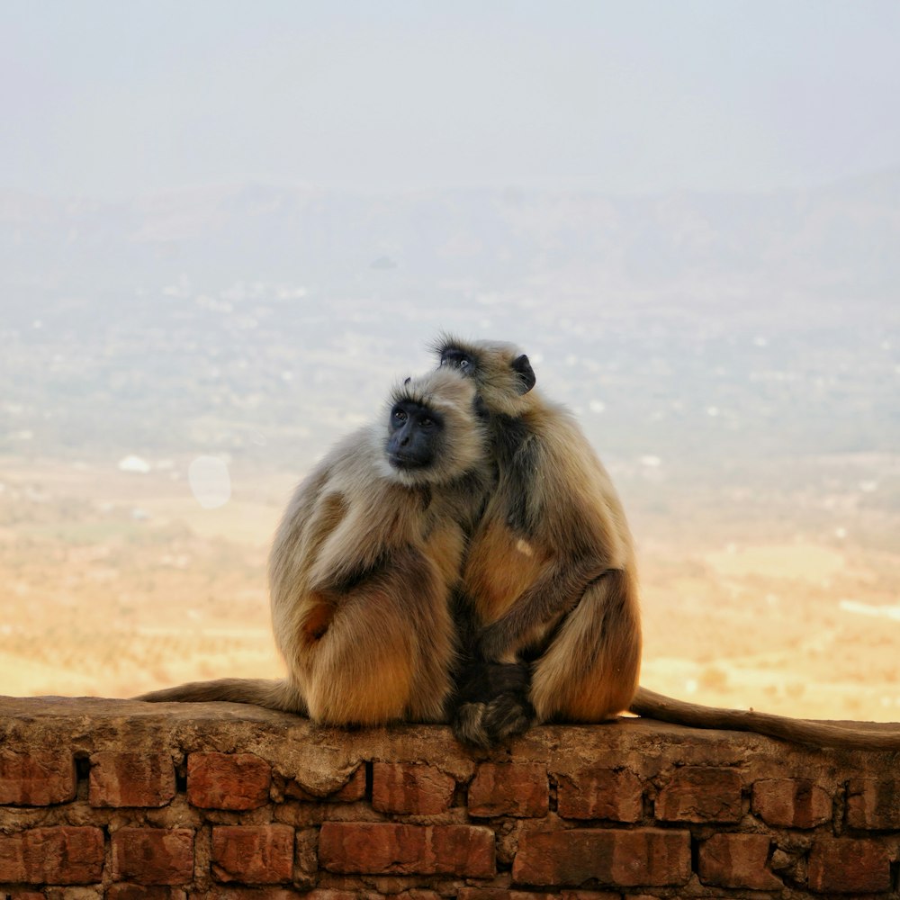 brown monkey sitting on brown log during daytime