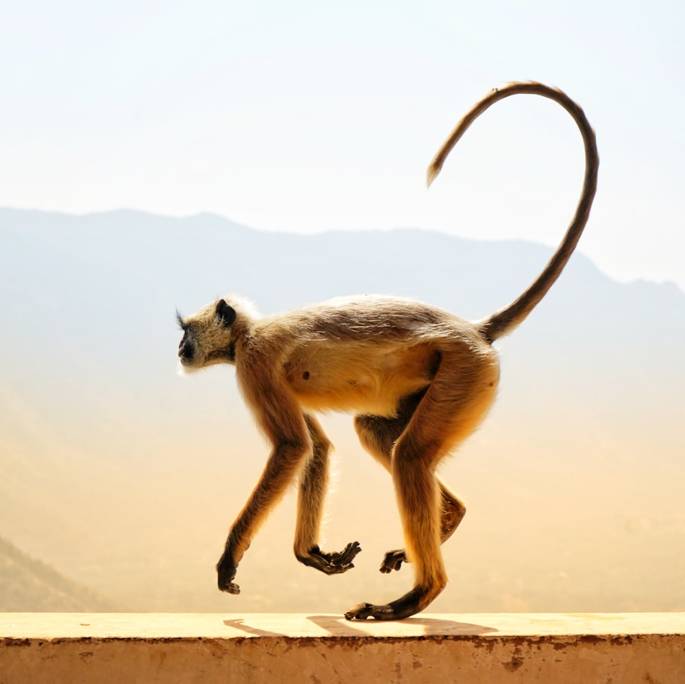 brown monkey on brown wooden stick during daytime