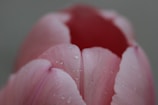 Close-up of a delicate pink tulip with morning dew drops