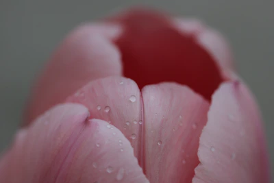 Close-up of delicate tulip petals with morning dew glistening on them.