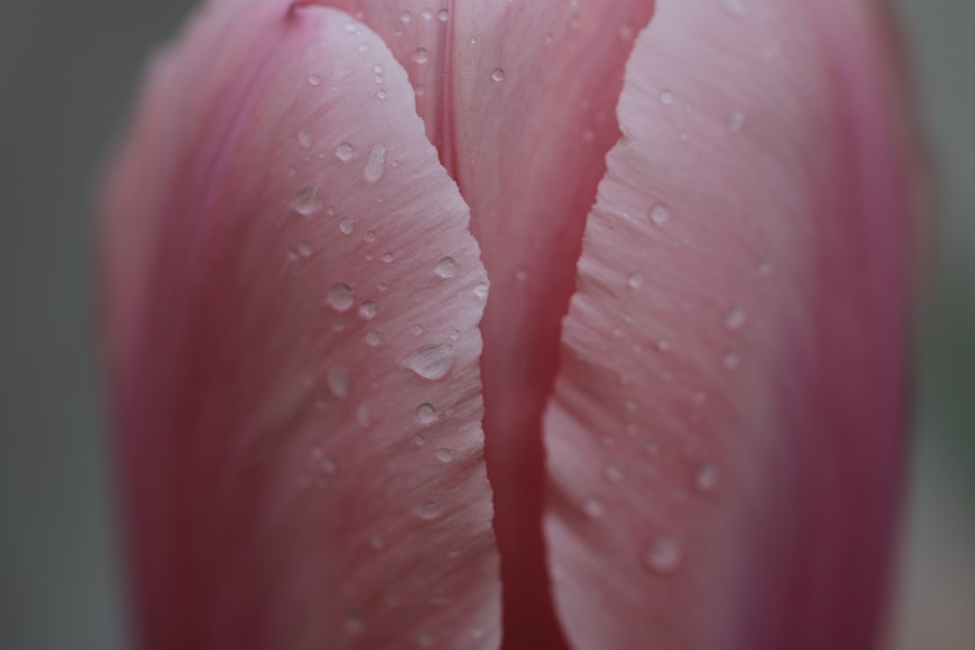 water droplets on pink flower petals