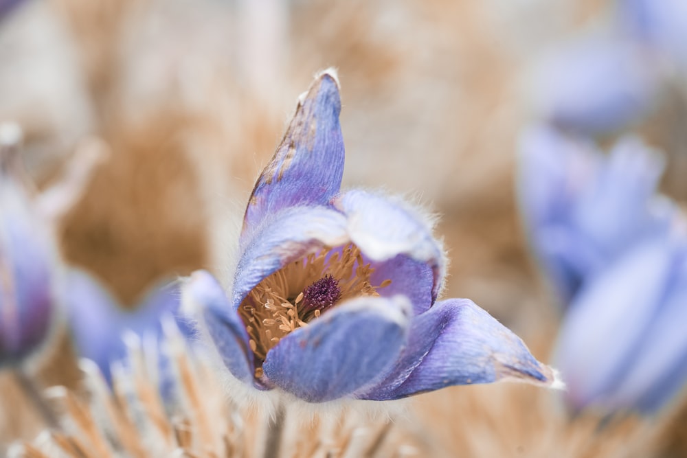 blue and white flower in macro shot