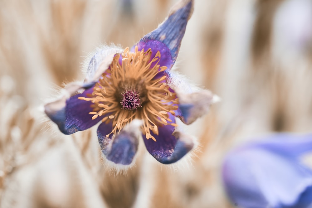 purple and yellow flower in tilt shift lens