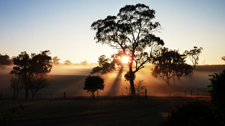 silhouette of trees during sunset