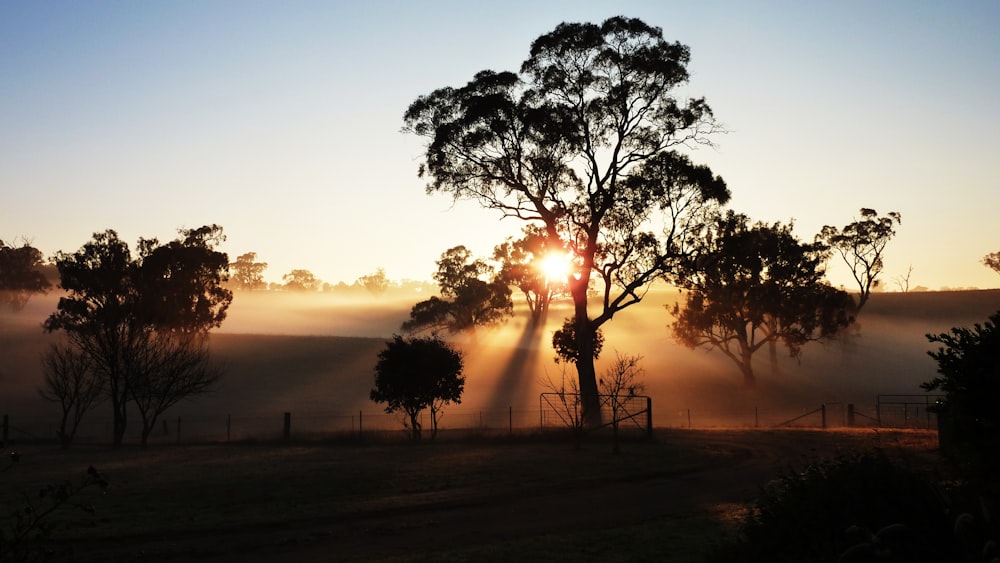 silhouette of trees during sunset