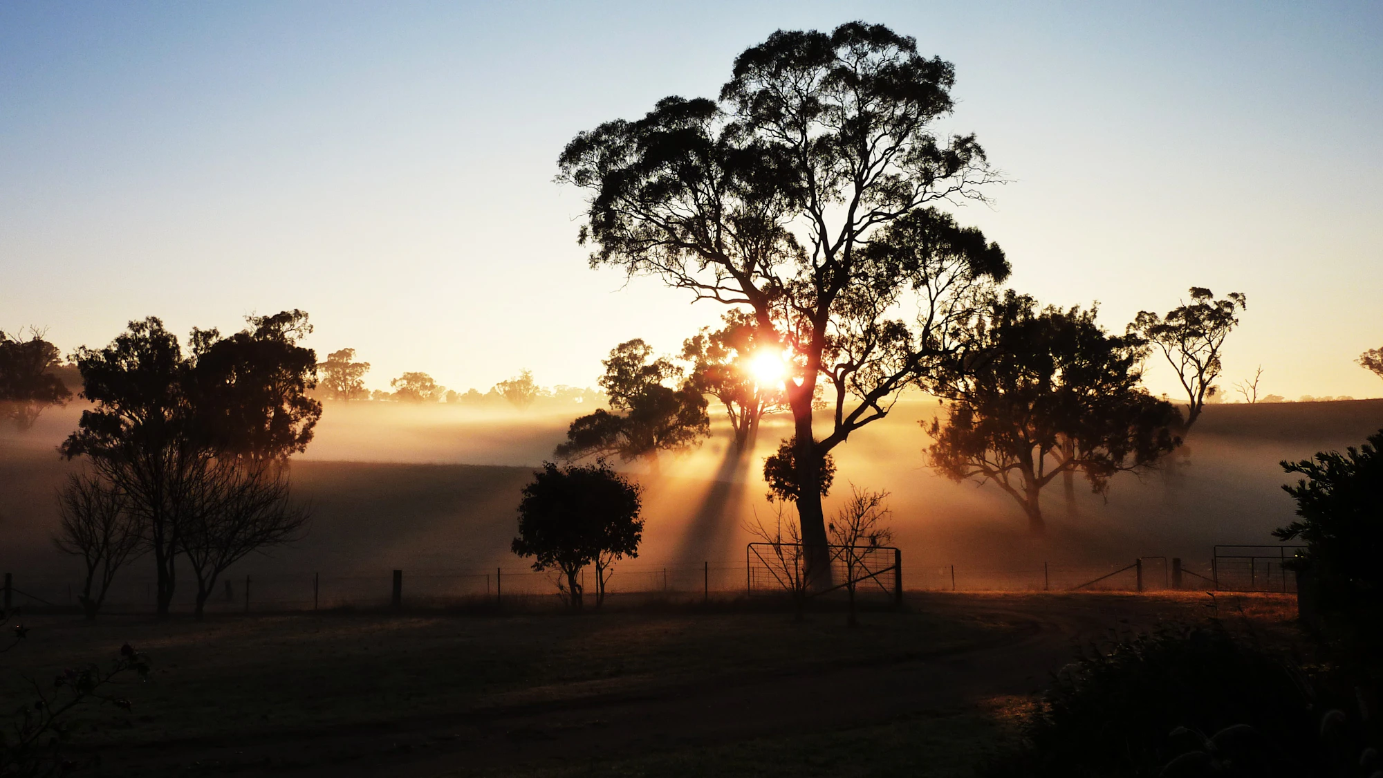 A lone tree standing in golden Australian light at dawn