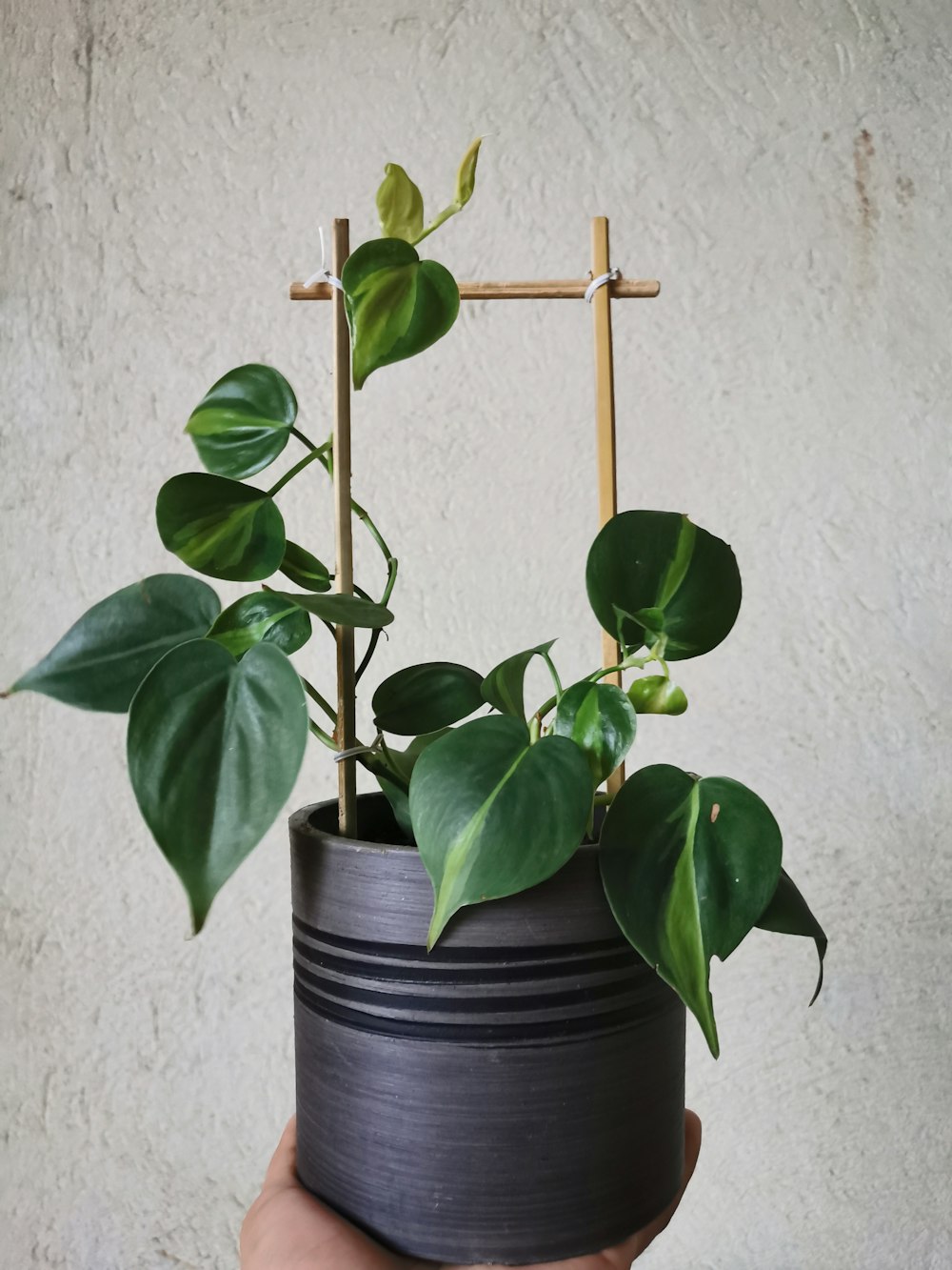 Plante verte sur conteneur en acier bleu