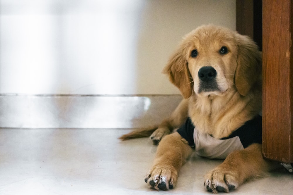 brown short coated dog lying on floor