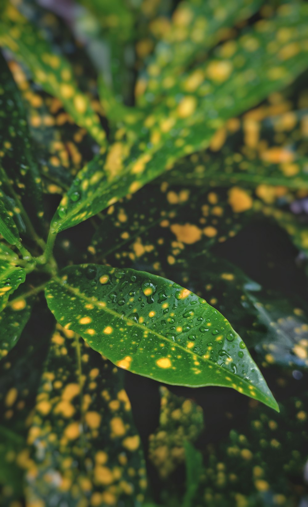 green leaf with water droplets