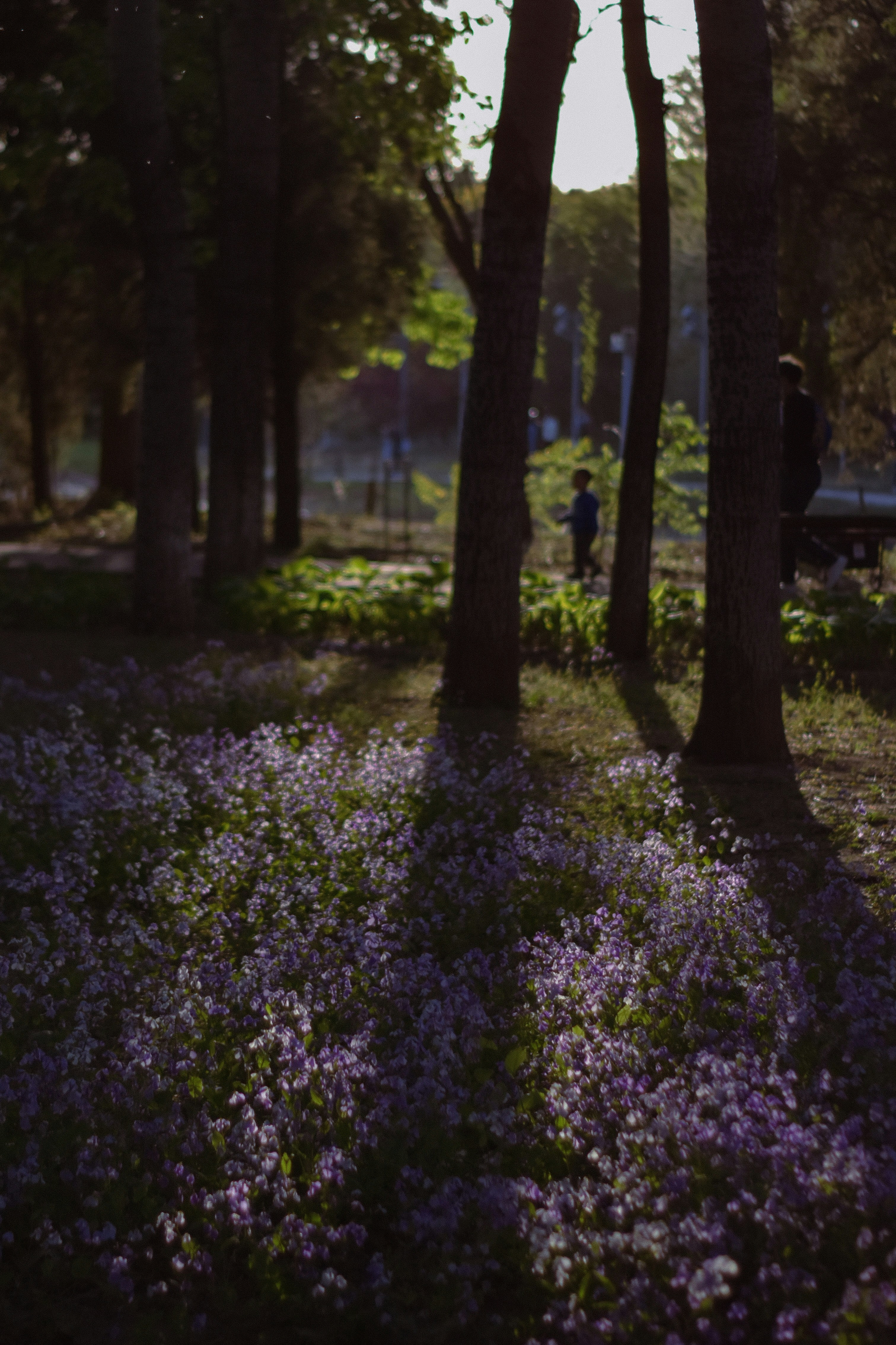 Choose from a curated selection of flower photos. Always free on Unsplash.