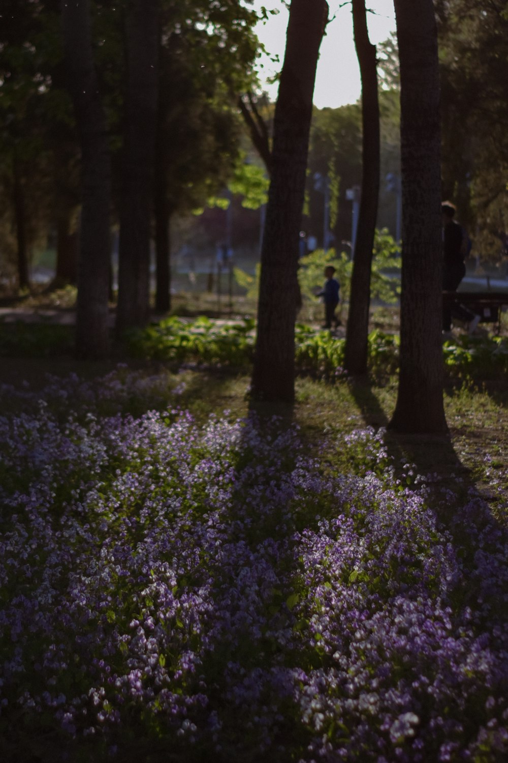 purple flowers in forest during daytime