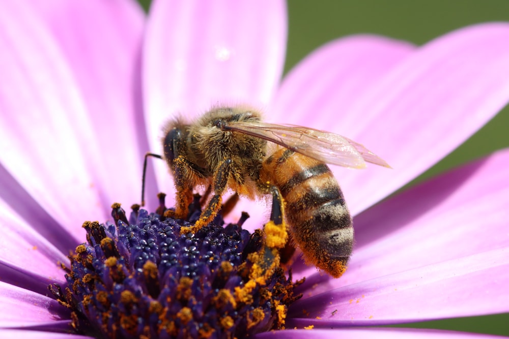 낮 동안 클로즈업 촬영에서 보라색 꽃에 앉은 꿀벌