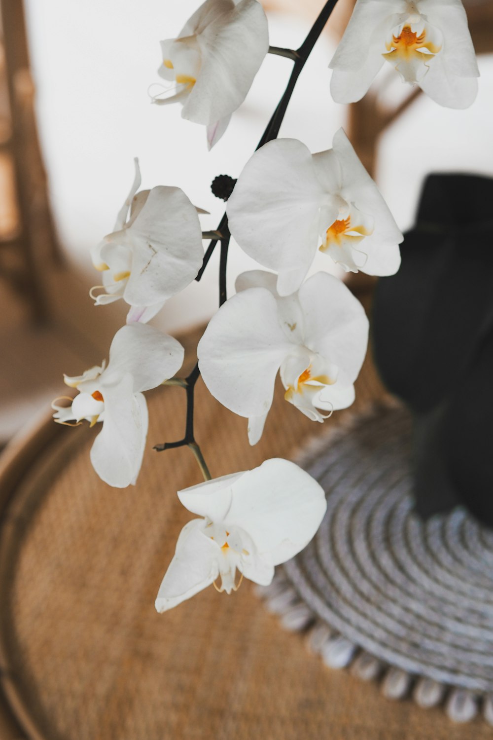 white moth orchids in brown wooden pot