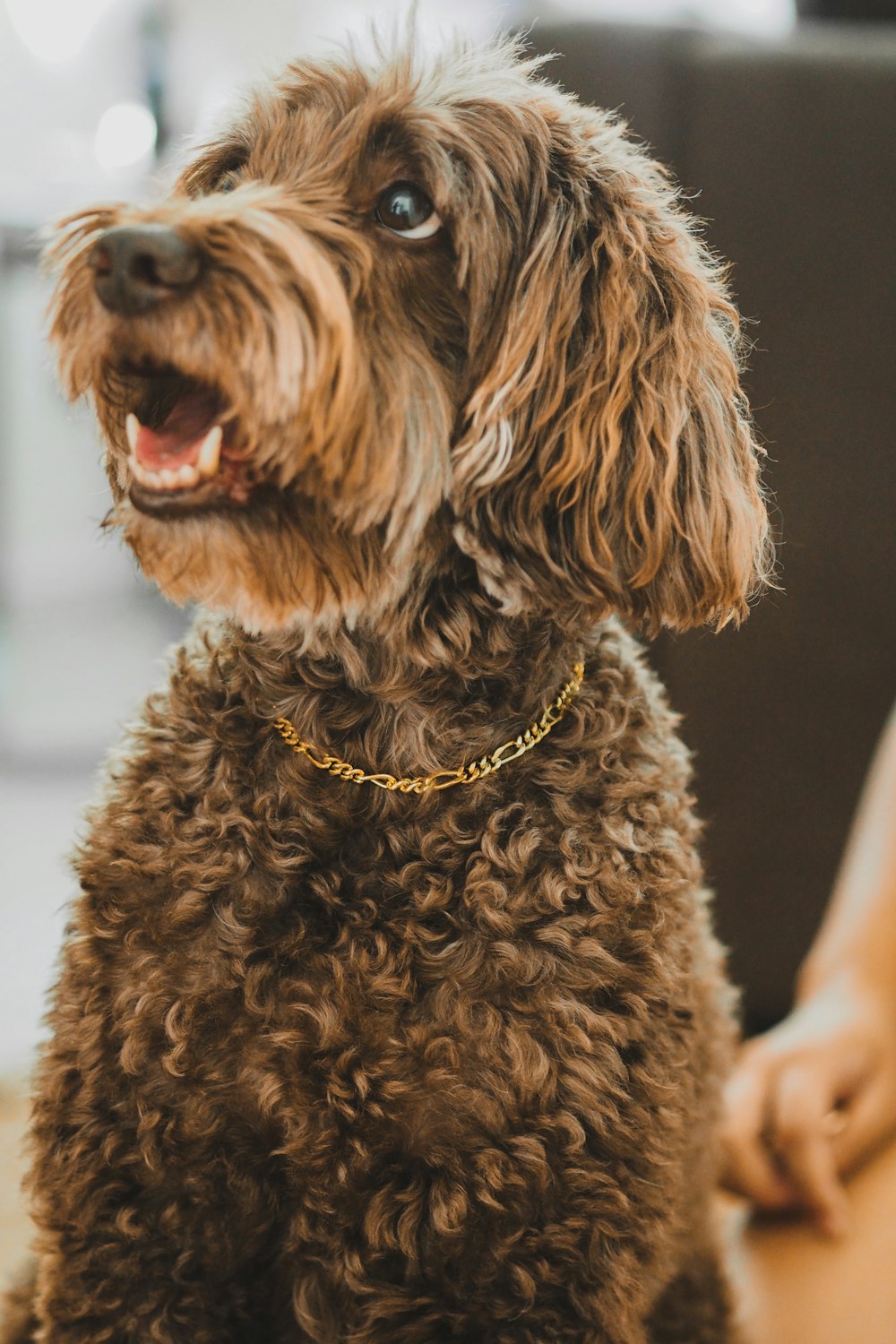 brown curly coated small dog