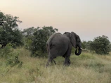 Elephant gently walking near the guesthouse buildings surrounded by lush greenery at dawn.