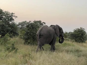 Elephant gently walking near the guesthouse buildings surrounded by lush greenery at dawn.