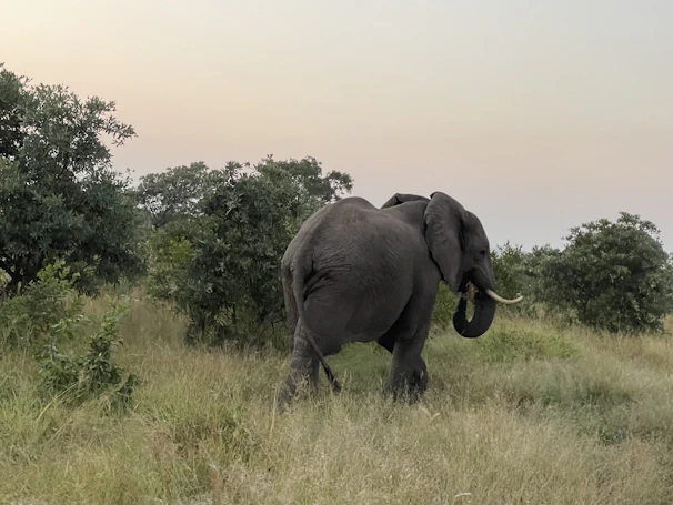 Close-up of a majestic elephant walking near the Malelane gate, captured in soft morning light.