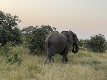 An elephant walking through a grassy landscape surrounded by dense, leafy trees. The sky above is a soft gradient of pastel colors, suggesting either dawn or dusk.