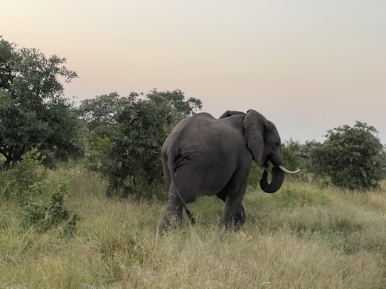 An elephant walking through a grassy landscape surrounded by dense, leafy trees. The sky above is a soft gradient of pastel colors, suggesting either dawn or dusk.