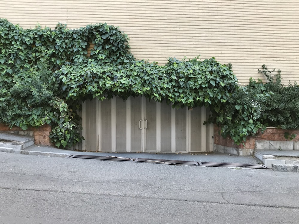 green plant on brown wooden door