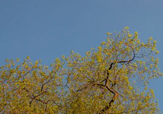 A serene tree of life with soft blue and green hues, symbolizing growth and calmness.