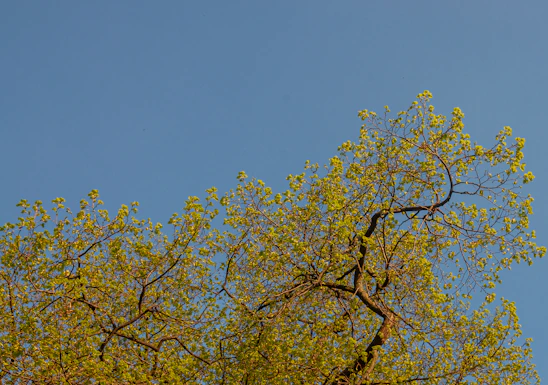 A serene tree of life with soft blue and green hues, symbolizing growth and calmness.