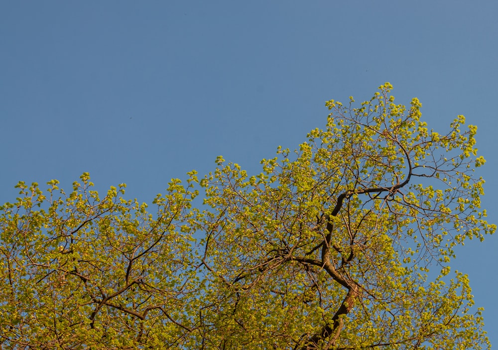 yellow leaf tree under blue sky during daytime