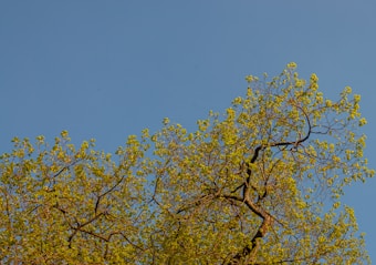 A tree with fresh green leaves is set against a clear blue sky. The branches are widely spread, indicating lush growth. The scene suggests a peaceful and serene natural environment.
