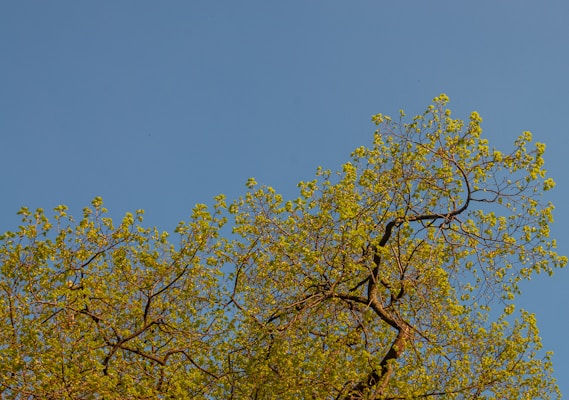 A tree with fresh green leaves is set against a clear blue sky. The branches are widely spread, indicating lush growth. The scene suggests a peaceful and serene natural environment.