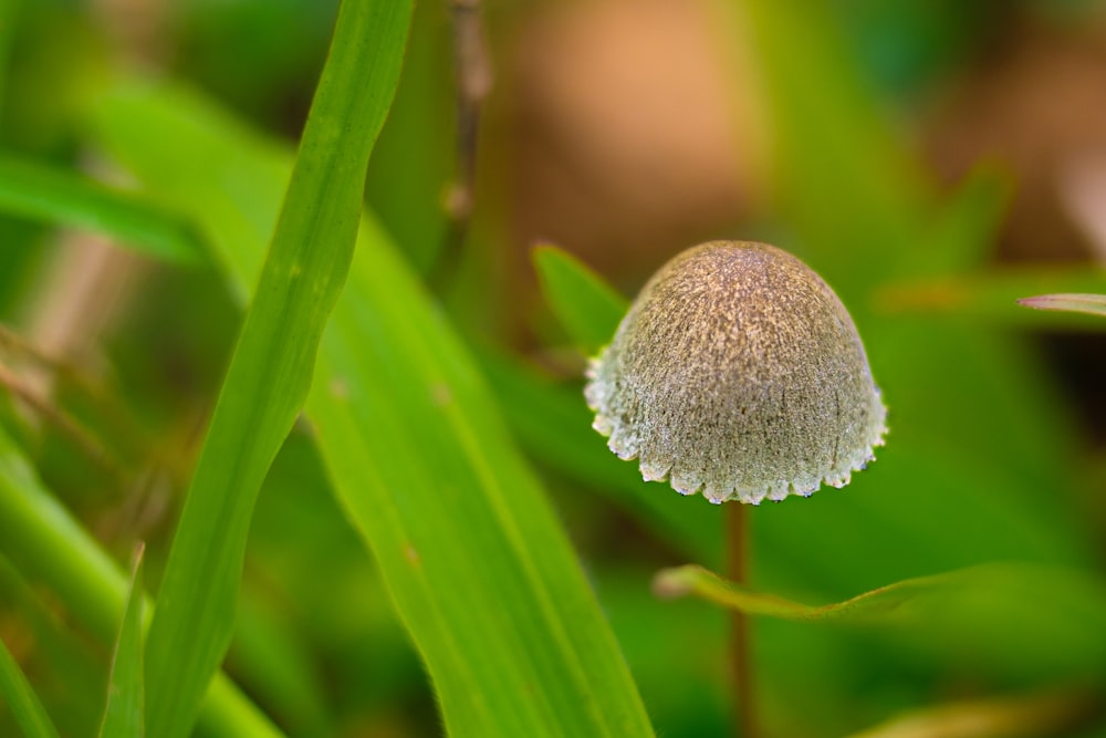 a close up of a small white flower in the grass