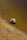 A coconut shell rests along the edge of a shallow sandy bank, partially submerged in the water. The surrounding area shows small plant sprouts emerging from the earth, and the water displays a murky brown hue.