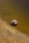 A coconut shell rests along the edge of a shallow sandy bank, partially submerged in the water. The surrounding area shows small plant sprouts emerging from the earth, and the water displays a murky brown hue.