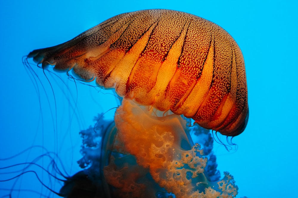 yellow and white jellyfish in water