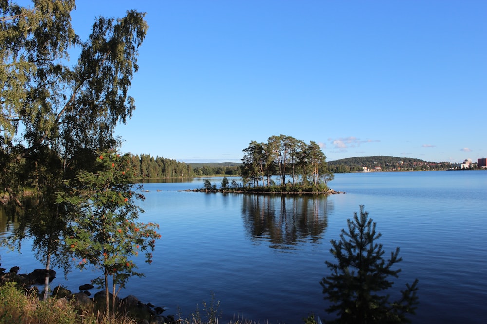 green trees near body of water during daytime