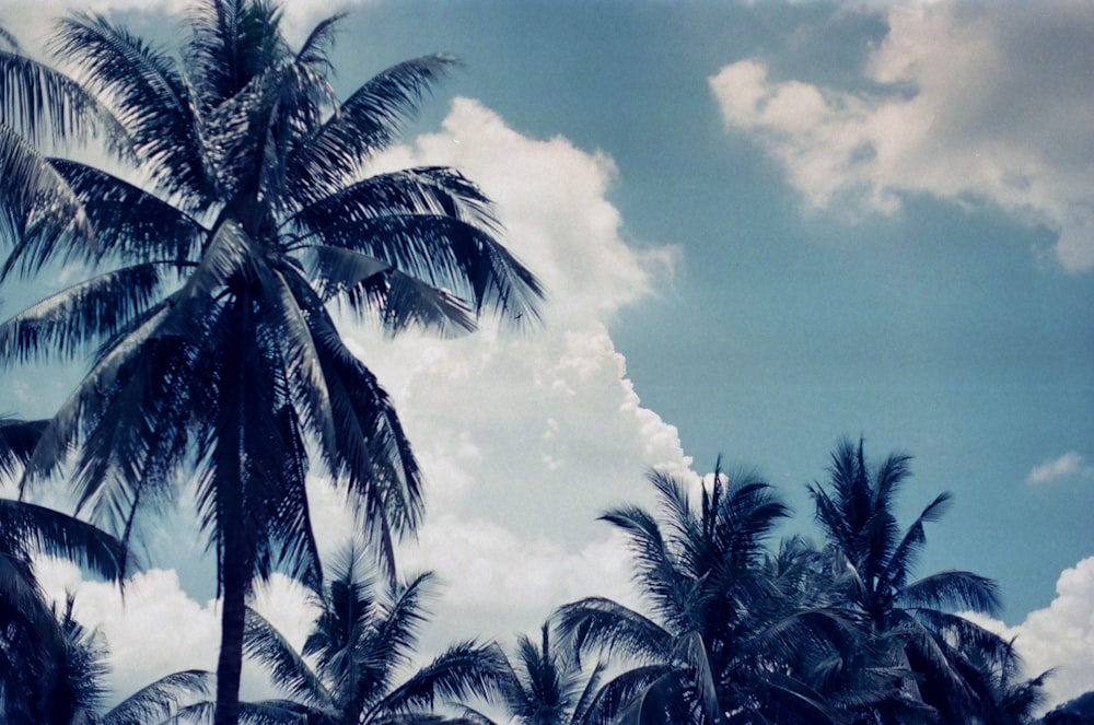 green palm tree under blue sky and white clouds during daytime