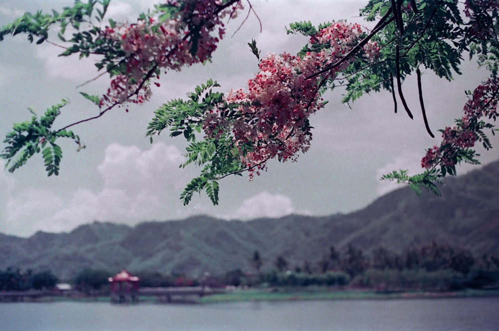 red and green leaf tree near body of water during daytime